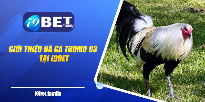 Giới thiệu đá gà Thomo C3 tại I9bet
